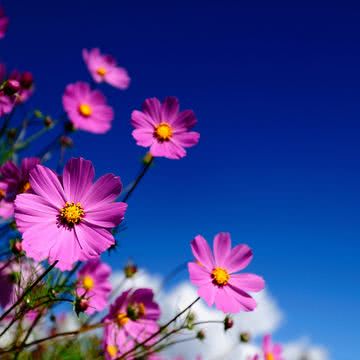 コスモス畑と空の青🌸