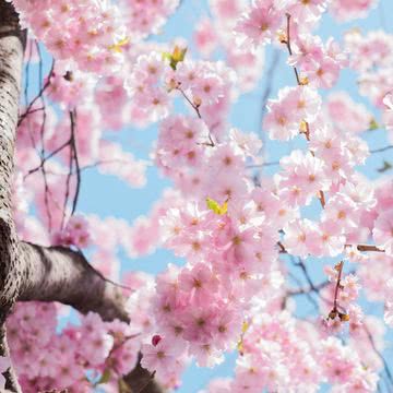 【112位】桜|桜のiPhone壁紙