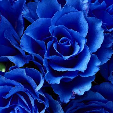 【210位】青い薔薇