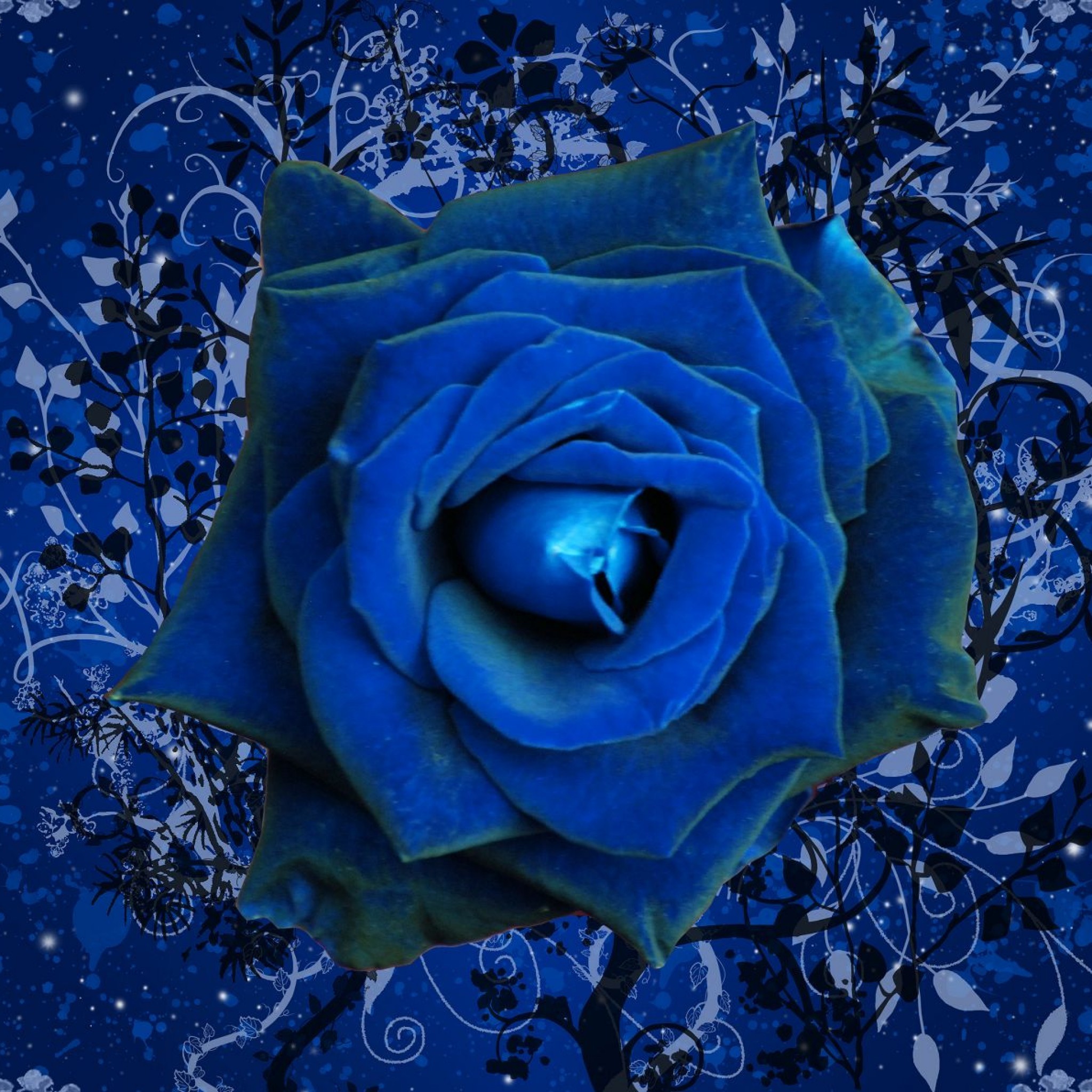 Blue Rose Wallpaper Wallpapers Pic Ipad タブレット壁紙ギャラリー
