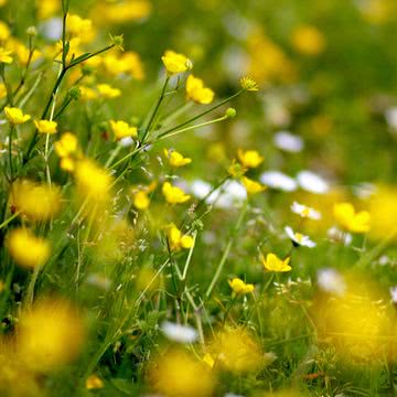 花の壁紙