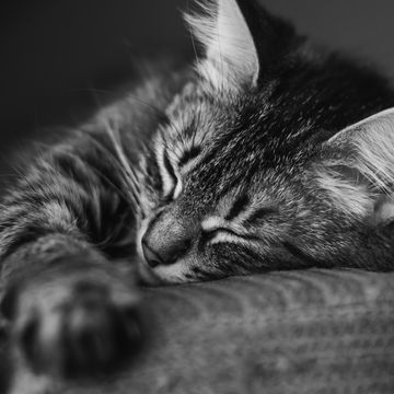 お昼寝ネコ | 動物のiPad壁紙
