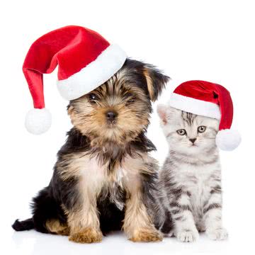 犬と猫のクリスマス