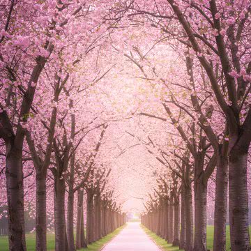 【29位】幻想的な桜の並木道|春のiPhone壁紙