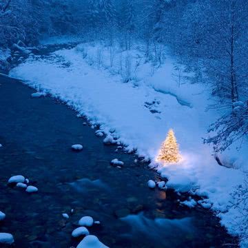 孤独なクリスマスツリー