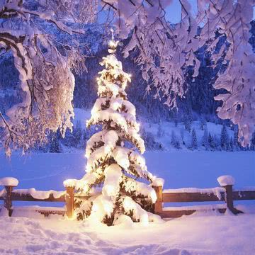 雪の積もった樅の木