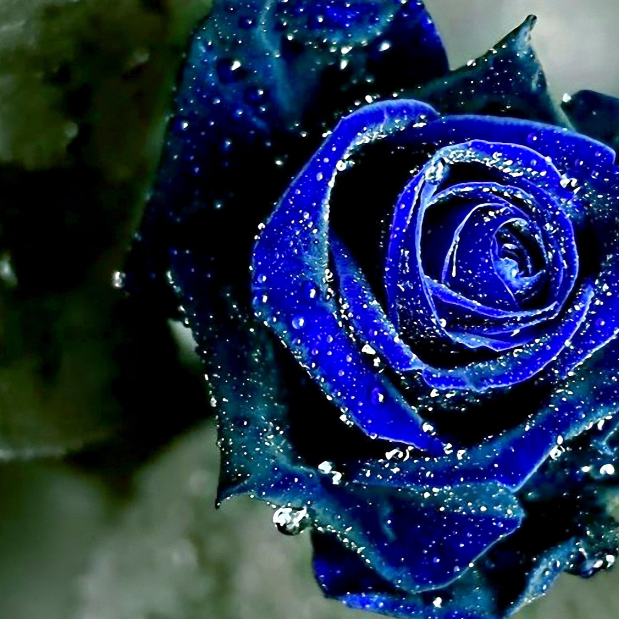 50 おしゃれ 青い 薔薇 壁紙 ただ素晴らしい花
