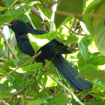 野鳥