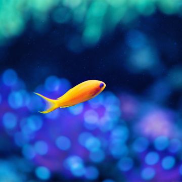 小さな熱帯魚