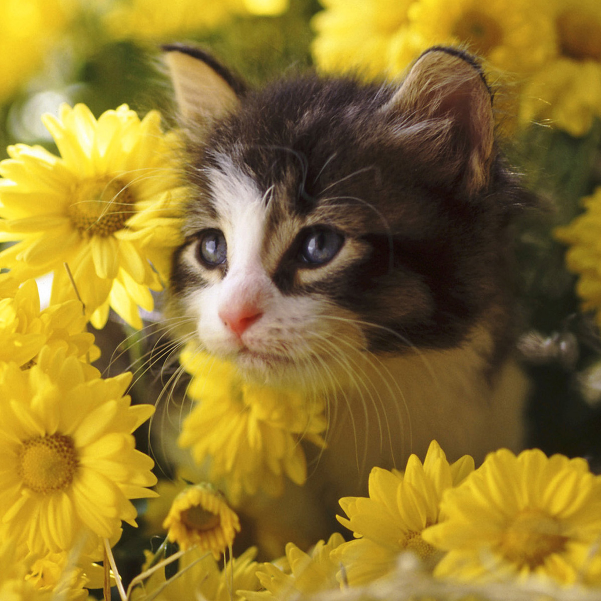 花に囲まれた子猫 Ipad タブレット壁紙ギャラリー