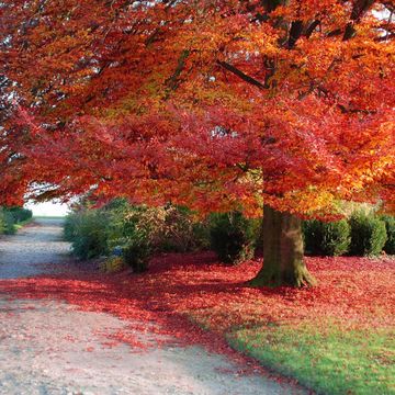 秋の公園