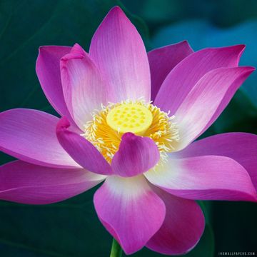 Lotus Flower