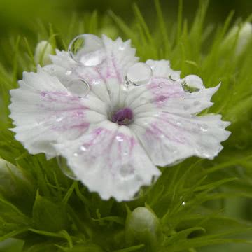 花の壁紙