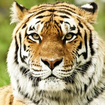 虎 | 動物のiPad壁紙