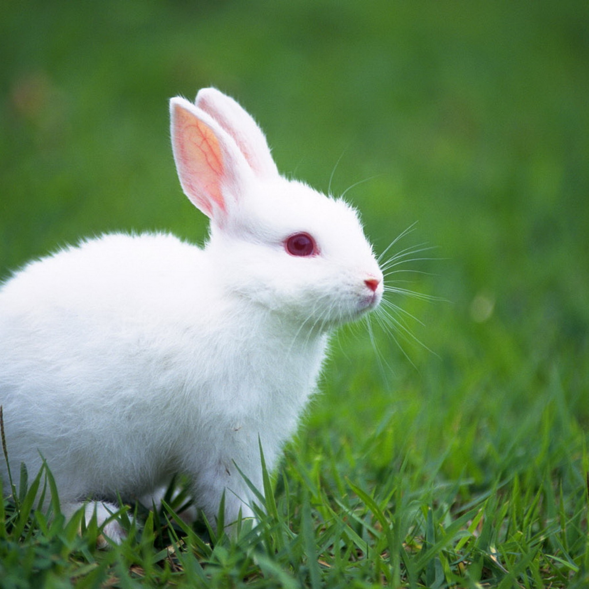 К чему снится кролик живой. Бунни рэббит. Кролик альбинос. Заяц белый. Кролик картинка.