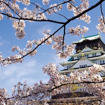 城と桜