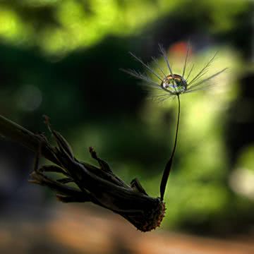 Water Drop on a Seed