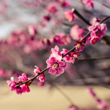 梅の花