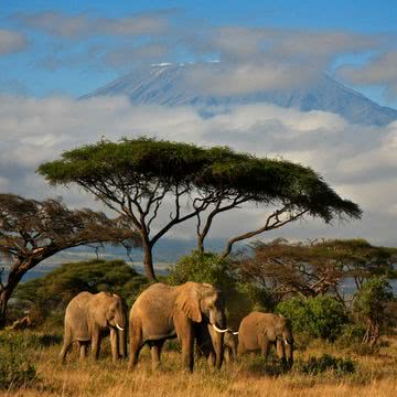 【野生動物】象の親子