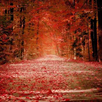 真っ赤に色づく秋の森