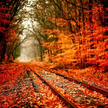 秋の森の線路