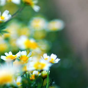 小さな花