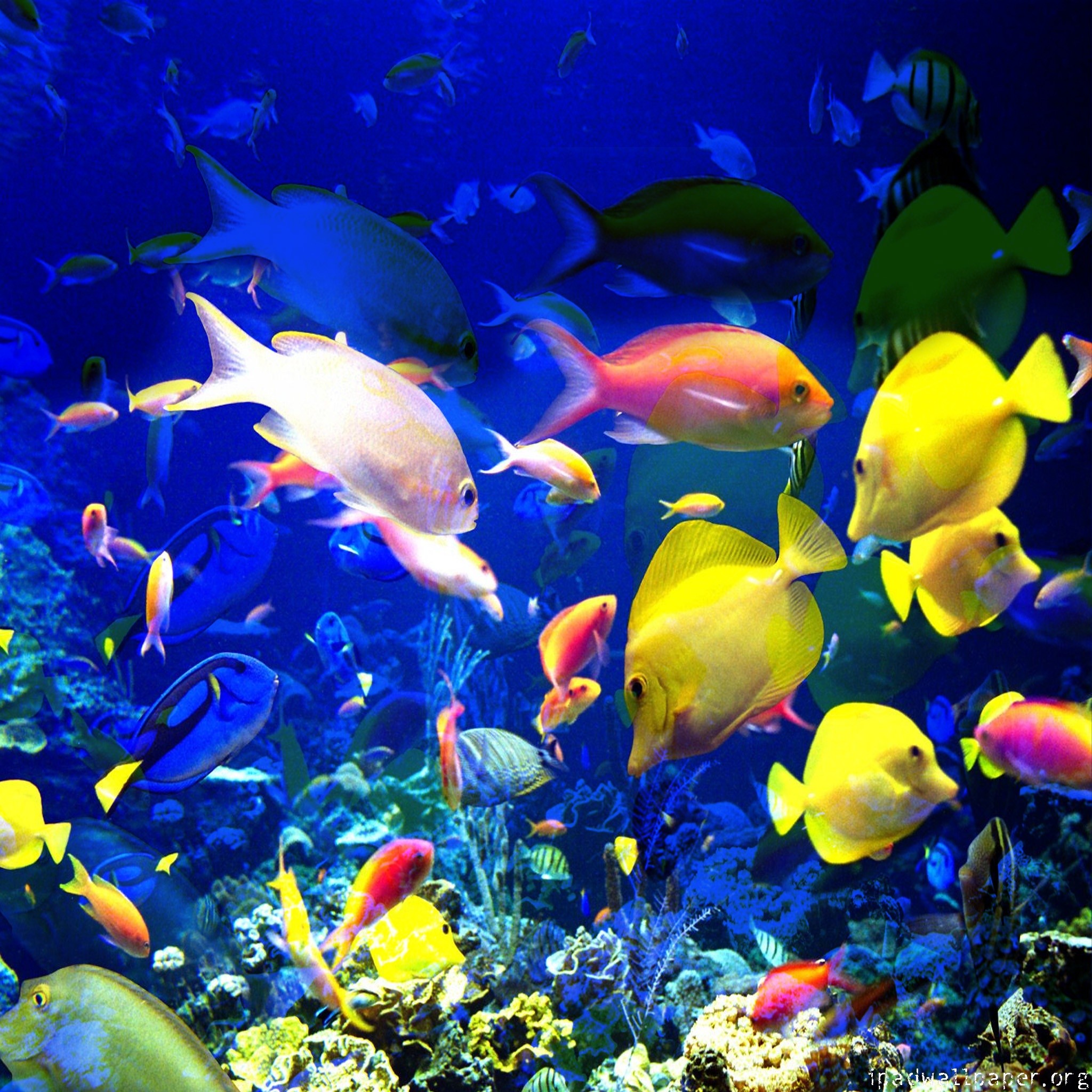 Рыбки в аквариуме вид сверху