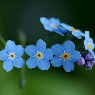 花の壁紙