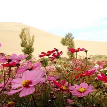 春の花畑