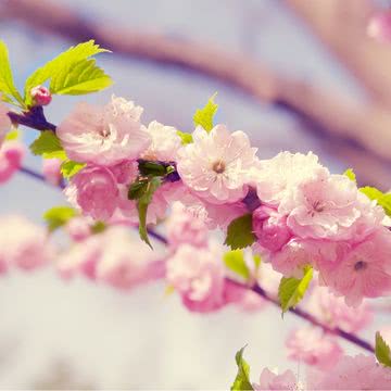 桜 花の壁紙