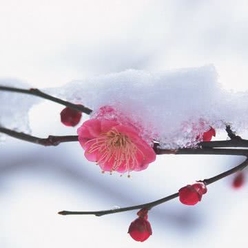 梅の花