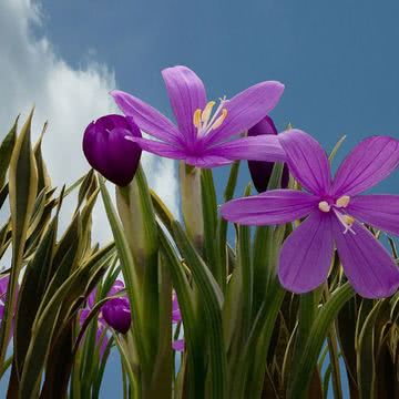 紫色の花