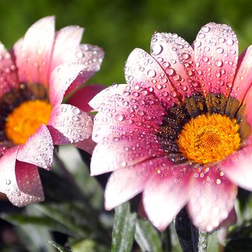 雨上がりの花