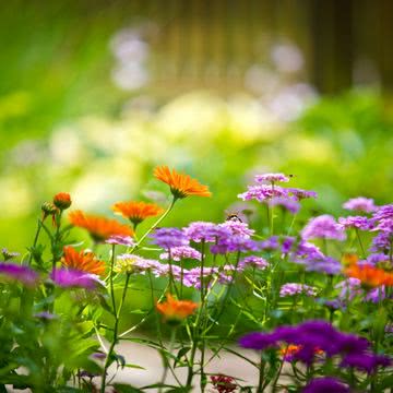 女子向け 花の壁紙