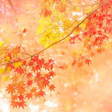 【122位】紅葉