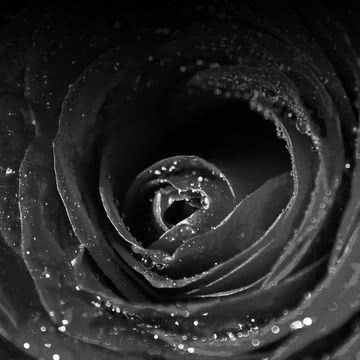 Black Rose