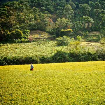 田圃風景