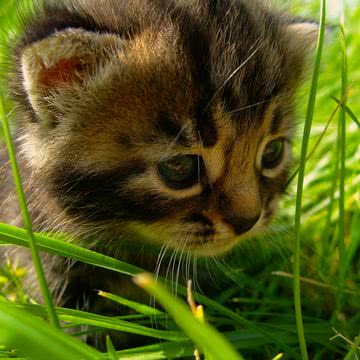 草むらの子猫