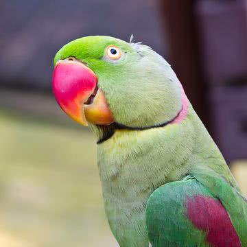 鳥 ペットの壁紙