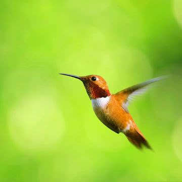 iPhone壁紙Hummingbirds iPad …