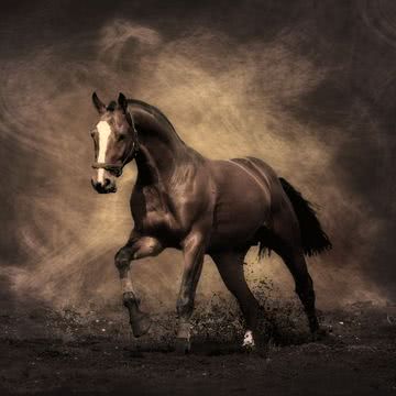 馬 | 動物のiPad壁紙
