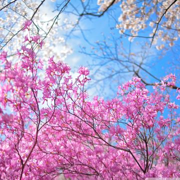 春の花