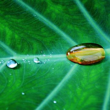 水の雫