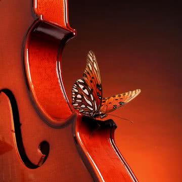 バイオリンに蝶