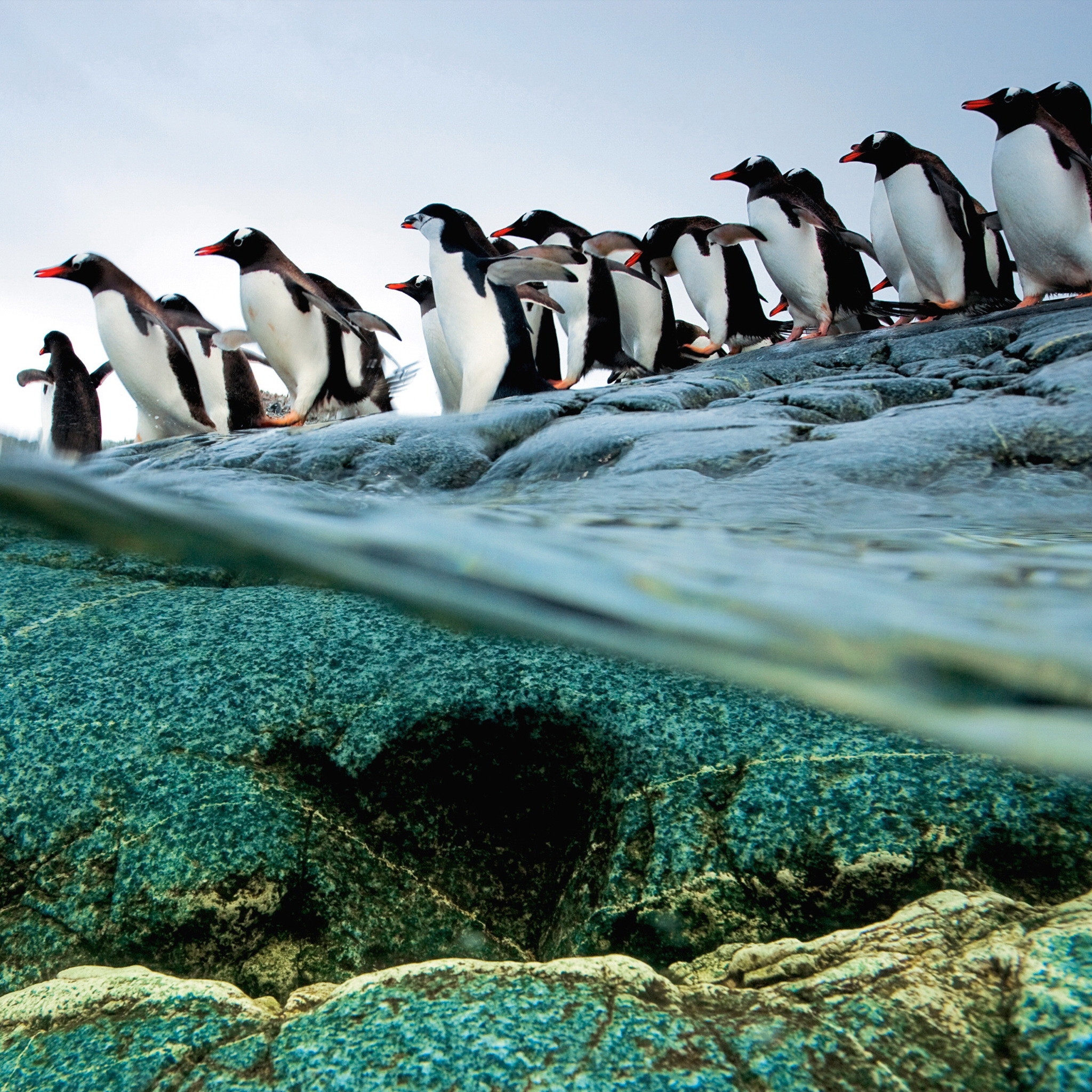 ペンギンの群れ 動物のipad壁紙 Ipad タブレット壁紙ギャラリー
