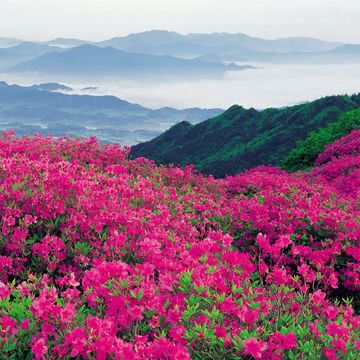 ピンクの花畑