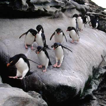 ペンギンの群れ