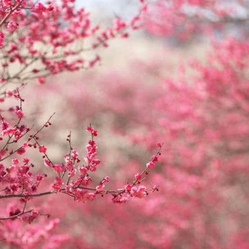 一面ピンクの花