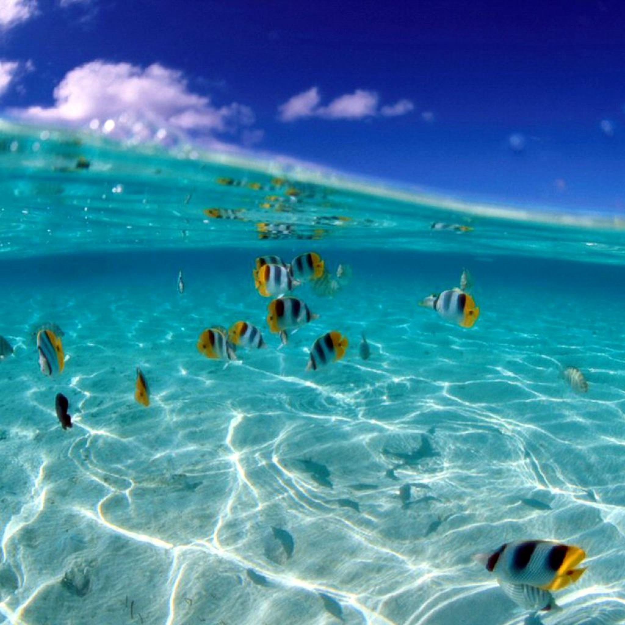 人気187位 熱帯魚の泳ぐ海 Ipad タブレット壁紙ギャラリー