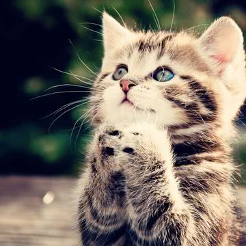 【52位】お祈りする猫